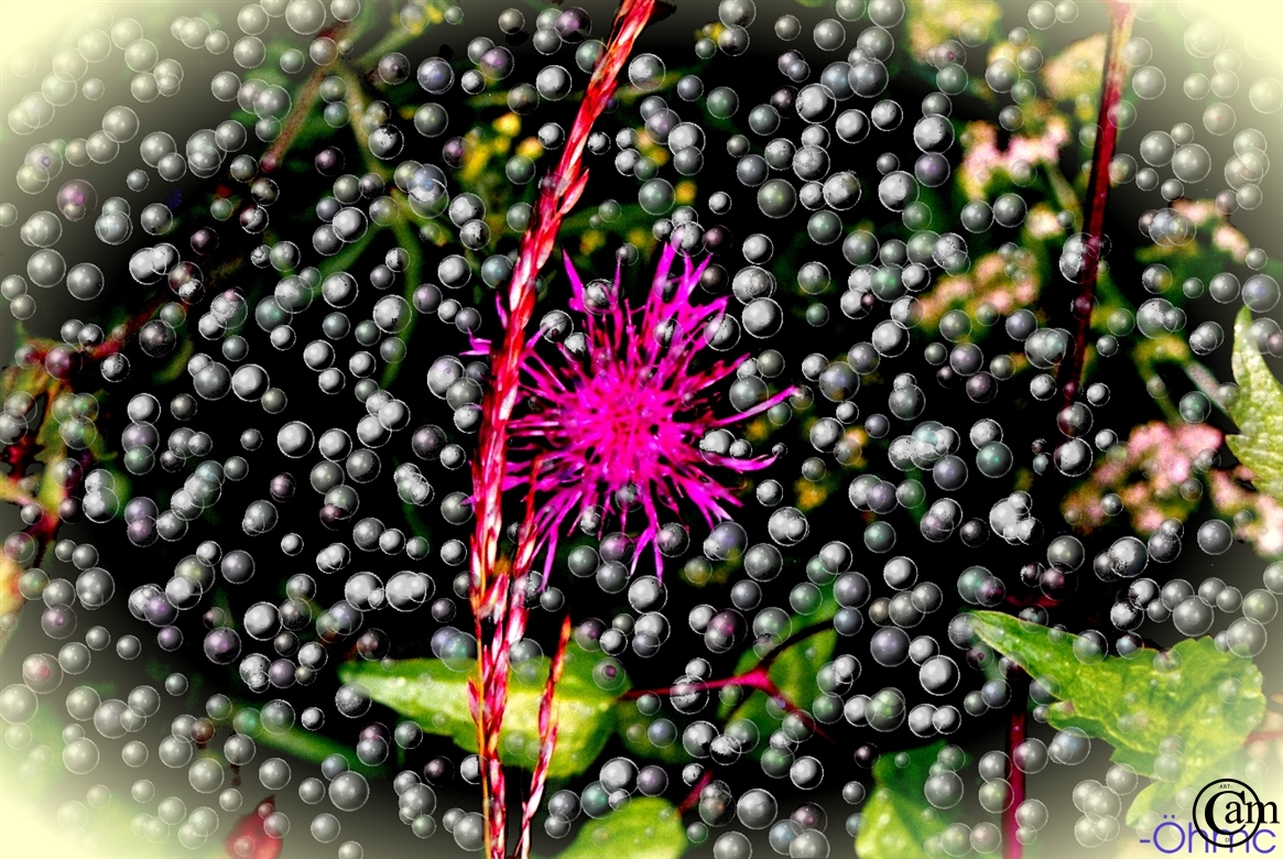 DISTEL