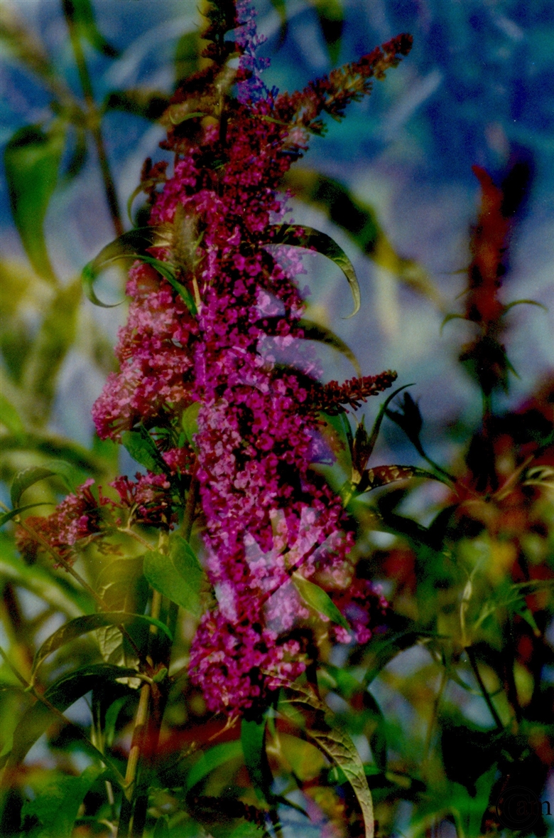 n-Blume,flieder-gpics