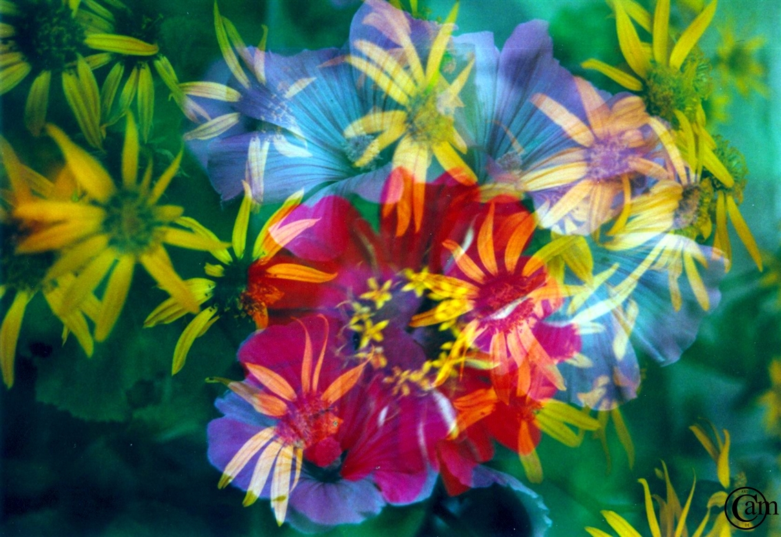 n-Blumen-gpics,