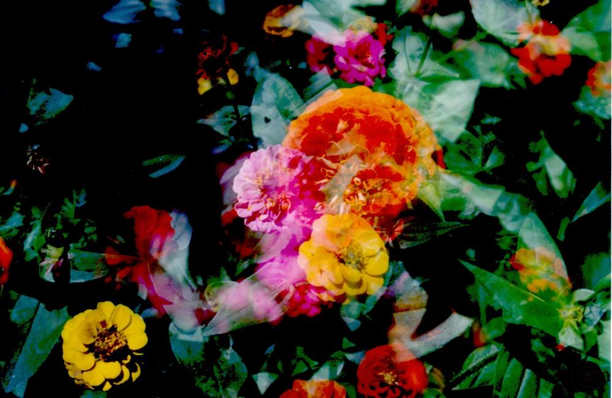 n-Wildblumen-gpics1