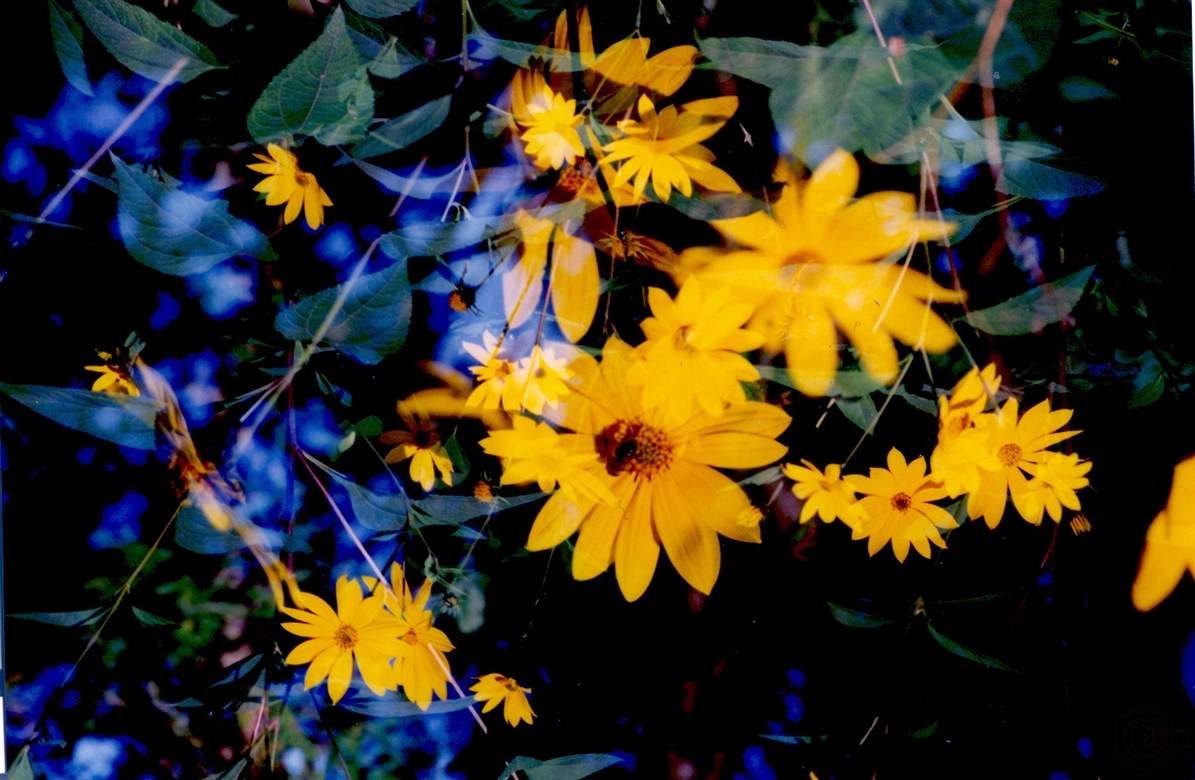 n-Wildblumen-gpics2