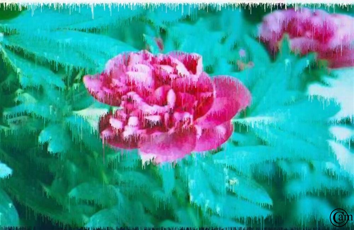 n-blume,effekt