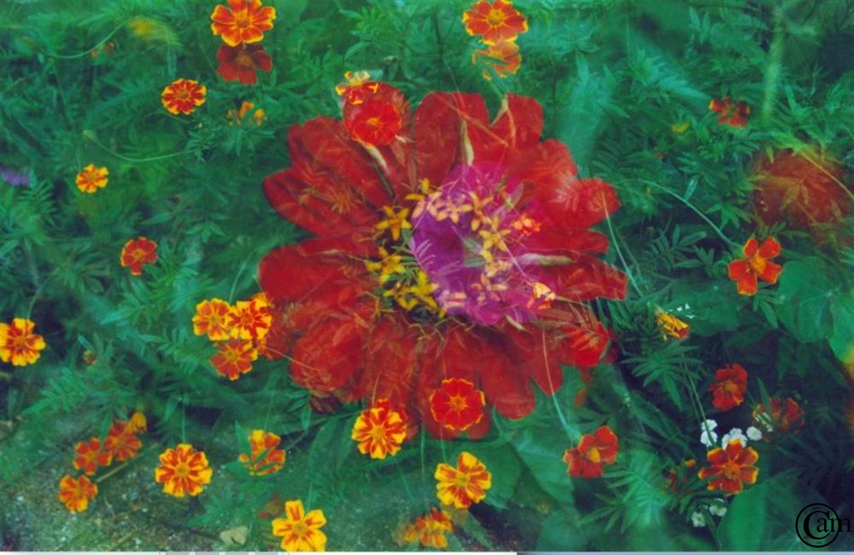 n-blume-gpics.3