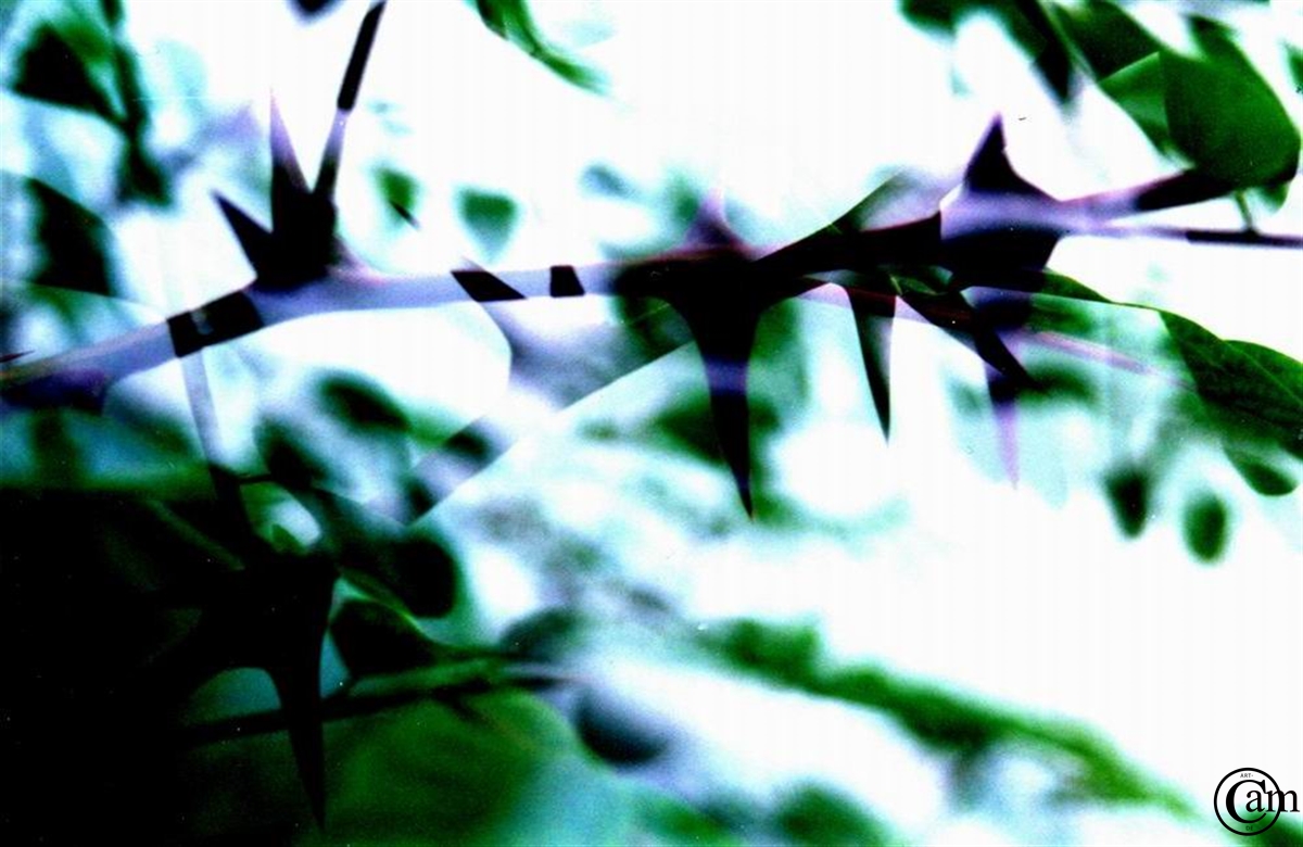 n-blumen,dornen