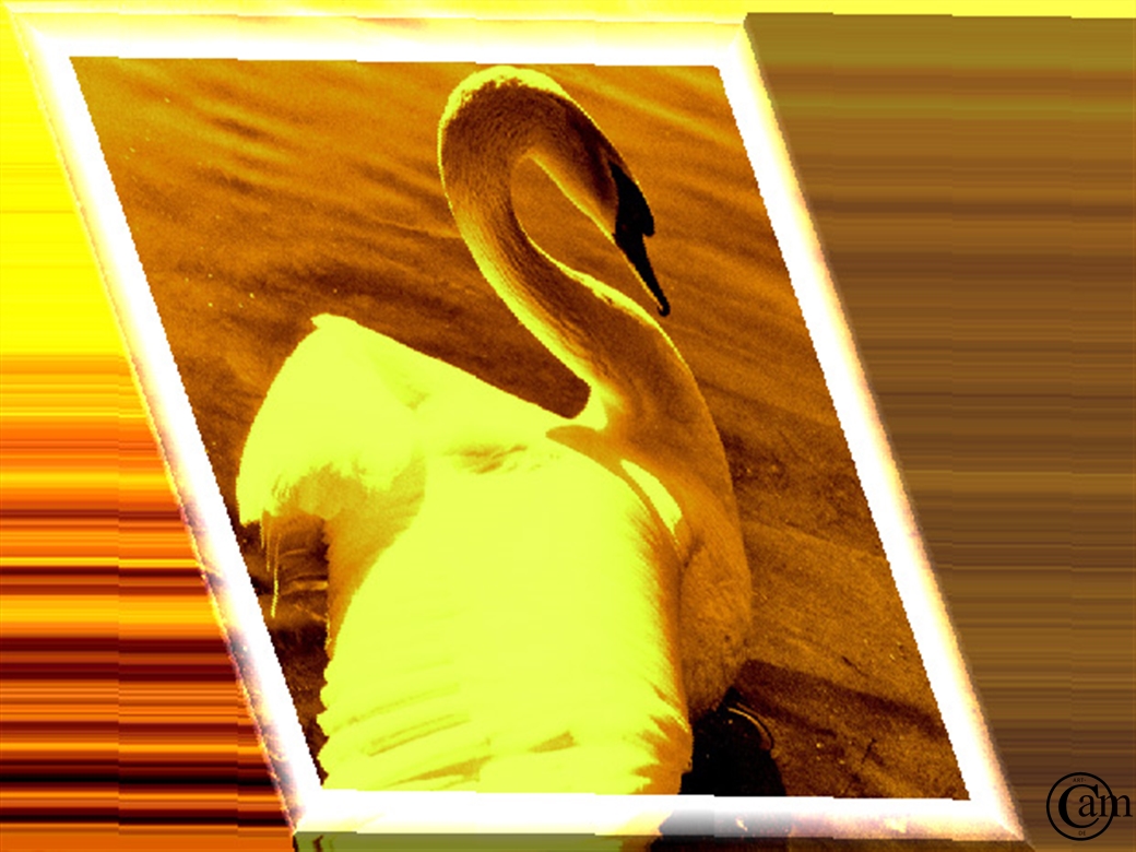 t-schwan
