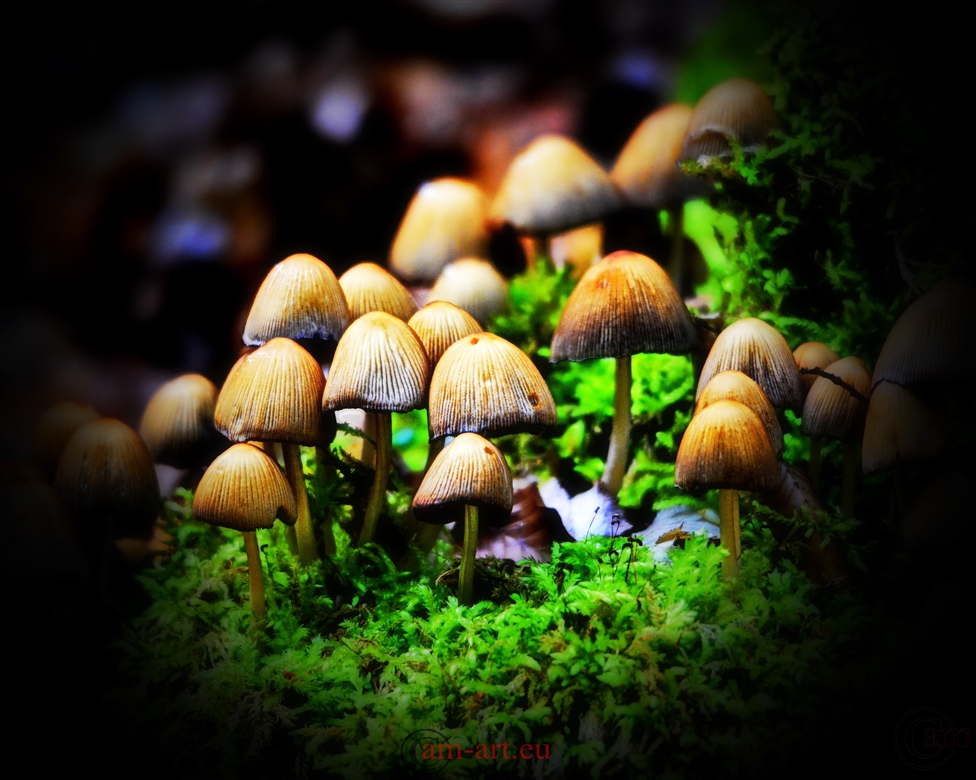 _CAM0184