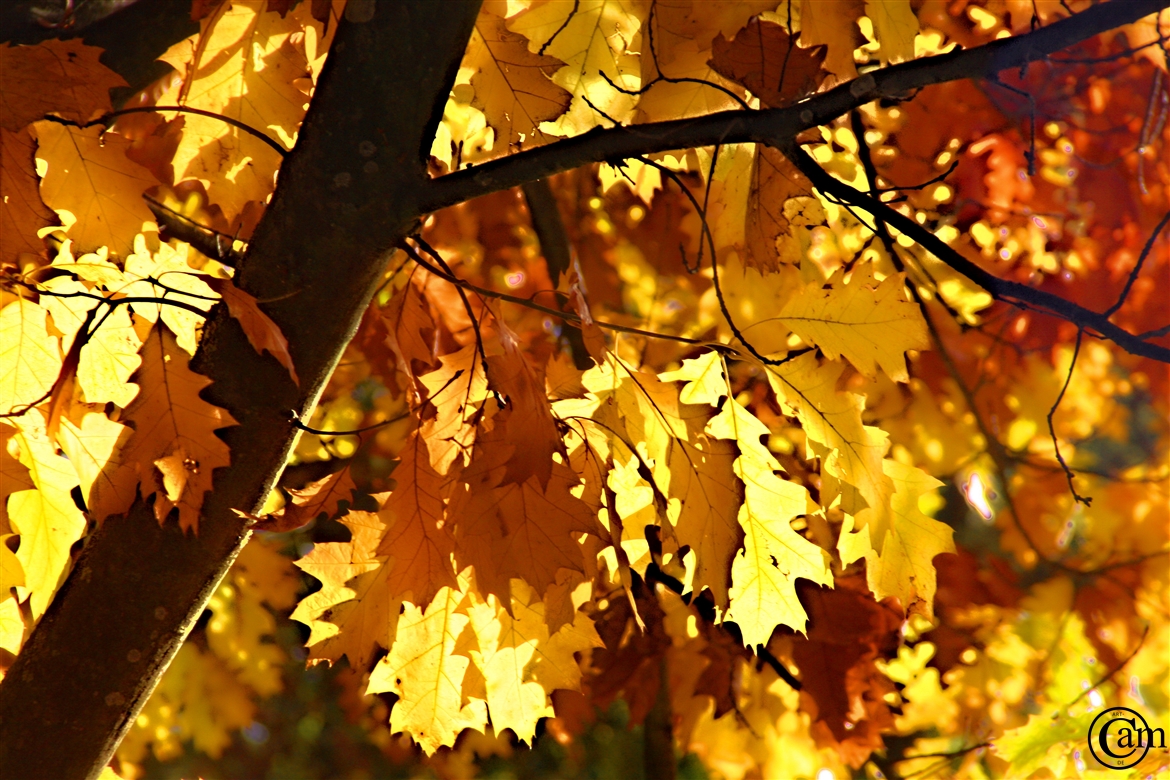blatt,herbst